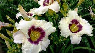 Best Perennial, Hemerocallis 'Pandora's Box' (Daylily)