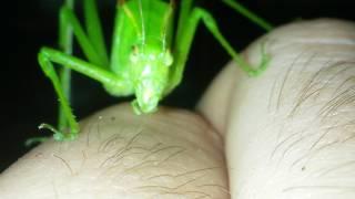 Amblycorypha oblongifolia eats human being