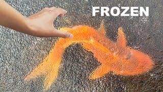 SAVING Rare Koi From Freezing Ice Water