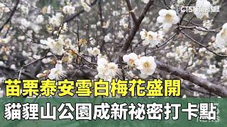 苗栗泰安雪白梅花盛開　貓貍山公園成新祕密打卡點｜華視新聞 20250112@CtsTw