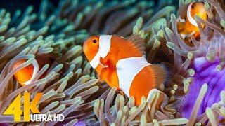 Aquarium 4K VIDEO (ULTRA HD)  Sea Animals With Relaxing Music - Rare & Colorful Sea Life Video