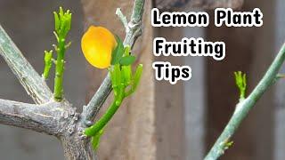 Which fertilizer is best for lemon plant | What is the best way to grow a lemon tree