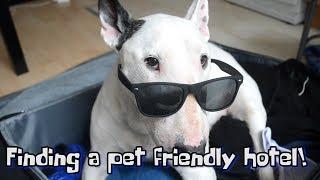 How to find a PET FRIENDLY HOTEL!