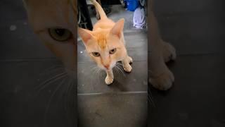 MY FUNNY CAT ️ shorts #trending #cat #catlover #cutecat #catvideos #tejutg #viral @TGhosh