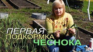 Первая ПОДКОРМКА ЧЕСНОКА весной! Советы от ЗЕЛЕНОГО ОГОРОДА!