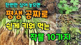 한번만 심어 놓고 평생 공짜로 수확만하는 작물 10가지 건강에 좋고 약이되는 작물 #평생수확하는작물