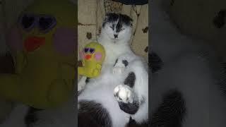 Masha #cat #catslife #masha #funny