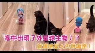 【Cute萌寵】家中出現了外星球生物！？這下就連喵星人也得乖乖讓路啦！