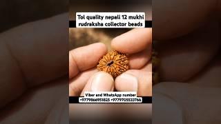 top quality nepali 12 mukhi rudraksha collector piece #youtubeshorts #shorts #rudraksha