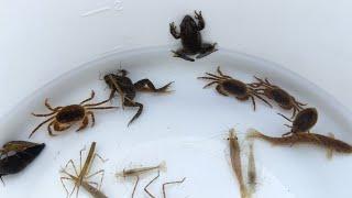 Capture and observe creatures upstream of Japanese rivers. Crabs, frogs, shrimp, small fish.