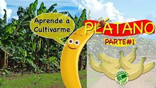 Plátano. Parte#1: Preparación del Suelo