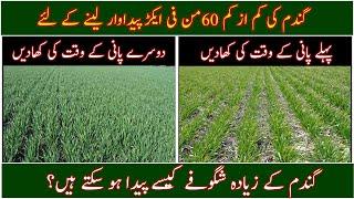 Wheat fertilizer at first water and second water|Best fertilization plan|How to grow wheat|