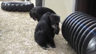 Chimpanzee Vocalizations