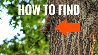 Squirrel Hunting Tips - How To Find More Squirrels