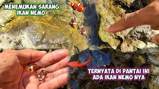 TERNYATA DI PANTAI INI ADA IKAN NEMO !! LANGSUNG BAWA PULANG PELIHARA DIKOLAM