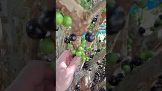 JABOTICABA PICKING - SABARA - South Florida