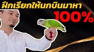 วิธีฝึกเรียกนกให้มาแบบ 100% ดูคลิปนี้ทำตามได้แน่นอน