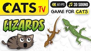 CATS TV - Fast 3D Lizard  Game for cats & dogs  [4K]