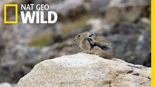 The Pika is Quick and Elusive | America the Beautiful
