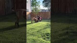 How my giant dog plays with his brother versus his dad!! #bigdog #giantdog #dog #dogs #puppies