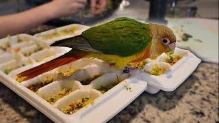 The HEALTHIEST Breakfast For a Green Cheek Conure! (Feat. CGTeen)