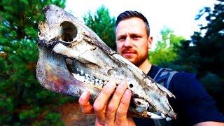 ÜBERALL TOTE TIERE ! Monster im Wald? mit @FritzMeinecke  (Lost Places)