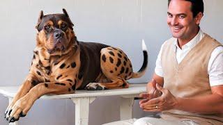 Top 10 World's Best Dog Breeds Ranked