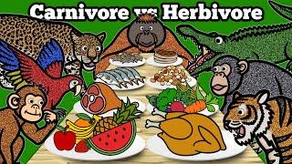 Carnivore vs Herbivore Animals | Learn What Animals Eat In The Rainforest | Jungle Animals