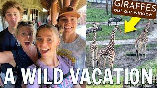 Taking Katie's Boyfriend On Our WILD Disney Vacation | Animal Kingdom Lodge Hotel Room Tour
