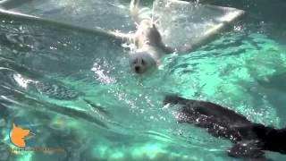 Swimming training for dogs and confidence building in Naples, Florida