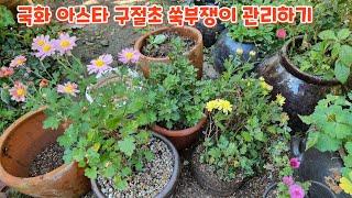 #국화 #아스타 #구절초 #쑥부쟁이 #관리하기