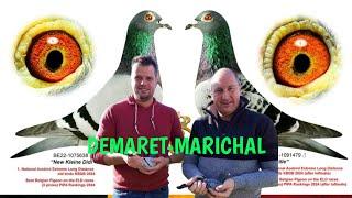 "New Kleine Didi” - DEMARET-MARICHAL - 1st Nat. Ace Pigeon KBDB Extreme Long Distance old birds 2024