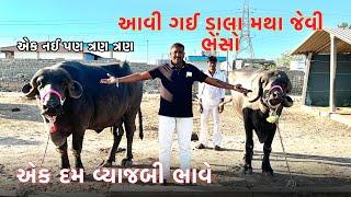 આવી ગઈ ડાલા મથા જેવી ભેંશો દૂધ ના હાંડા ભરે તેવી એ પણ વ્યાજબી ભાવ માં