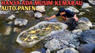 Berburu Jutaan Udang Sungai Lihat Hasilnya