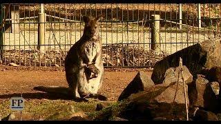 Känguru-Nachwuchs im Tierpark Chemnitz