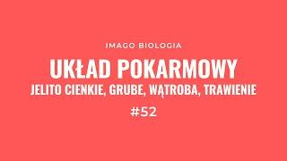 Układ pokarmowy: jelito cienkie, grube, wątroba, trawienie