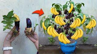 Great Way : How To Graft Eggplant With Banana To Has Lost of Fruit In a short time