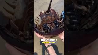 This animal's blood is worth $16,000! || horseshoe crabs - a living fossil #horseshoecrab #blueblood