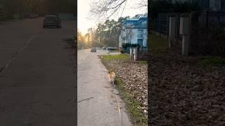 My Corgi: Happy Walks in the Sunshine ️