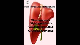 Carbohydrates Metabolism||#youbuteshort #neet#2ndgrade #1stgrade #rpsc ##shortsfeed  #viralfeeds ||