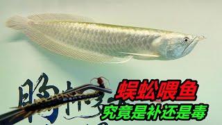 據説餵龍魚吃蜈蚣，有助於龍魚生長和髮色，我也來嚐試一下