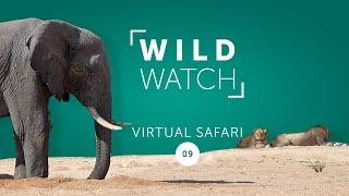 Big 5 Double Feature | WILDwatch Virtual Safari Ep 9