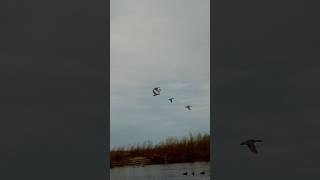 ShotKam Саха Сирэ весна 2025  #edhunter14 #природа #охота #hunting #fishing #nature #wildlife #birds
