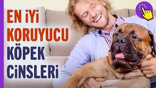 İşte köpek dostlarımızın en iyi koruyucu cinsleri | Hayvanlar alemi | İlginç bilgiler |Aklında olsun