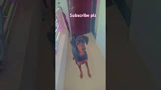 doberman