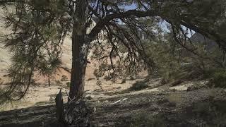 Nature Uninterrupted: 10 Minutes of Wind through Pine Trees, Canyon Wrens and Ravens in Zion