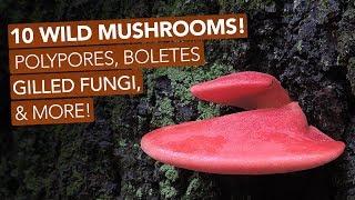 10 Wild Mushrooms! Polypores, Boletes, Gilled Fungi, & More!