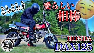 【増車候補】HONDA DAX125に試乗したらめっちゃ乗りやすくて可愛いバイクだった【原付二種】