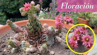 SEMPERVIVUM ARACHNOIDEUM Flower 