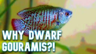 Get a Dwarf Gourami, 5 Reasons Why!!